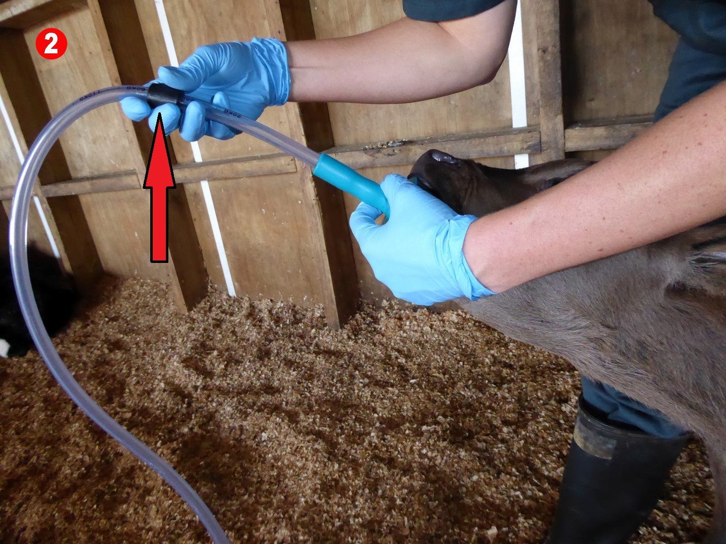 Trusti Tuber Calf Feeding Starter Kit totalfarmsupplies.co.uk