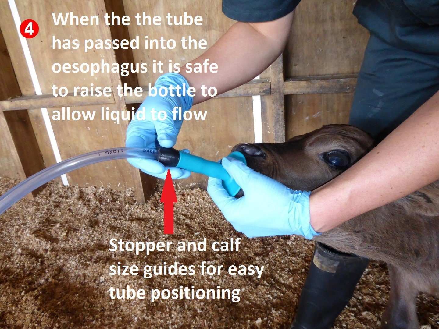 Flexi Tuber Calf Feeding Starter Kit ANT20A Dairy Spares