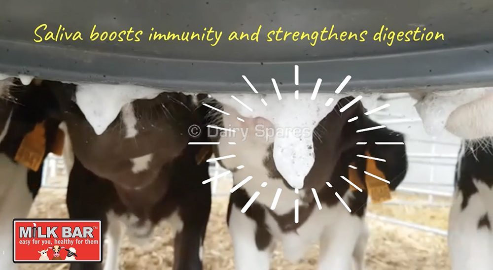 The sound of happy calves on Milk Bar Teats Dairy Spares